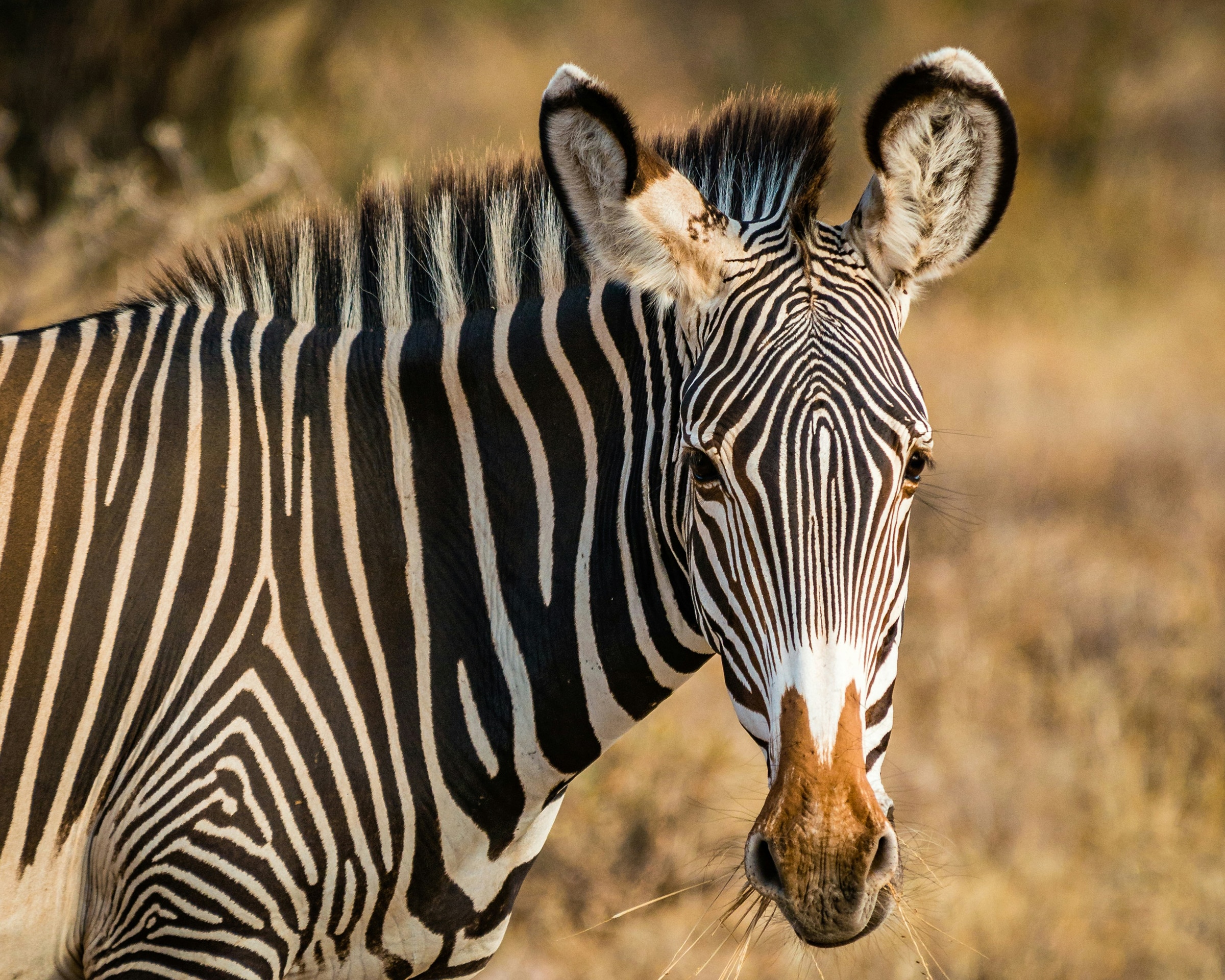 Close-up of a zebra standing, facing forward slightly to the side, with a blurred natural background. cover animal Z animal name