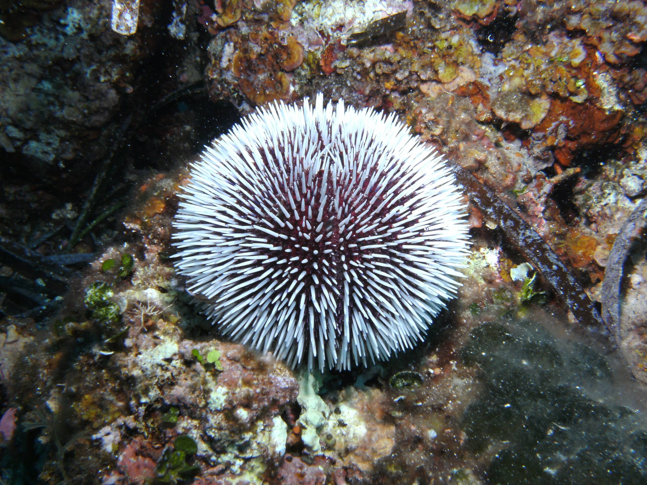 White sea urchin