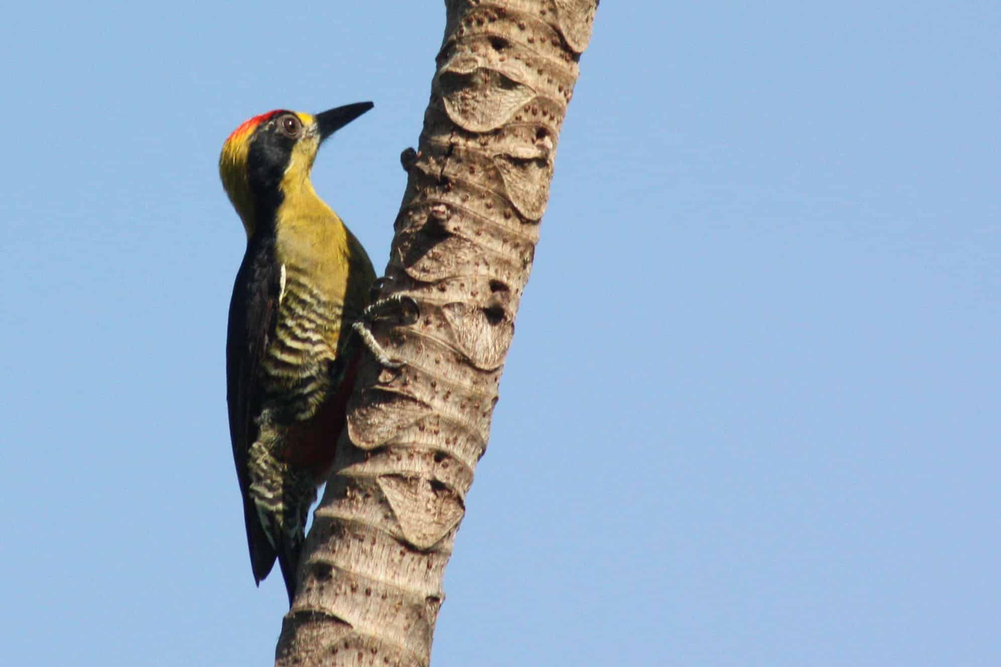 Golden-naped woodpecker Golden-naped woodpecker