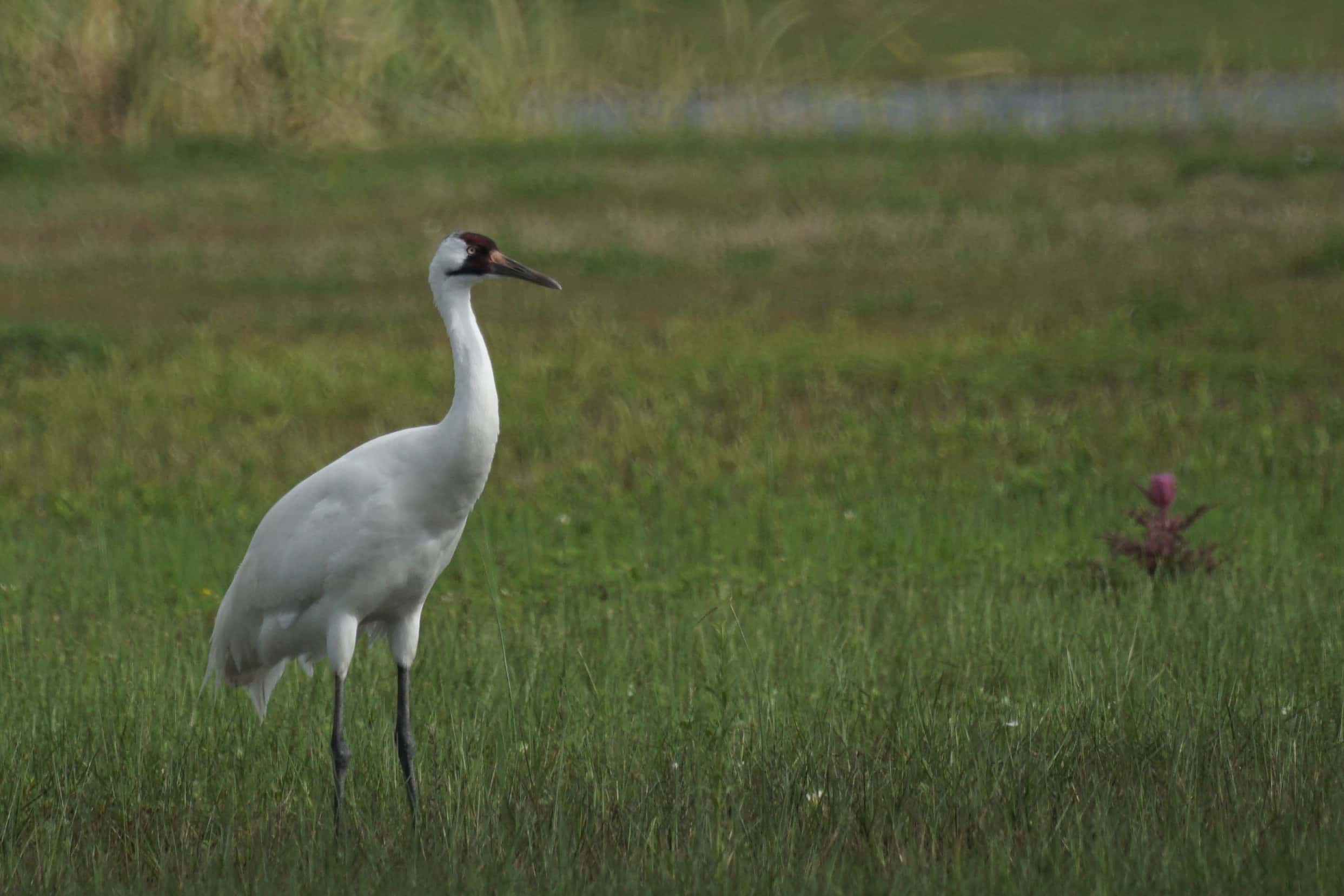 Whooping Crane (16983726675)