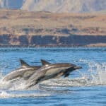 Two dolphins leap from the water in unison, with a rocky coastline in the background.