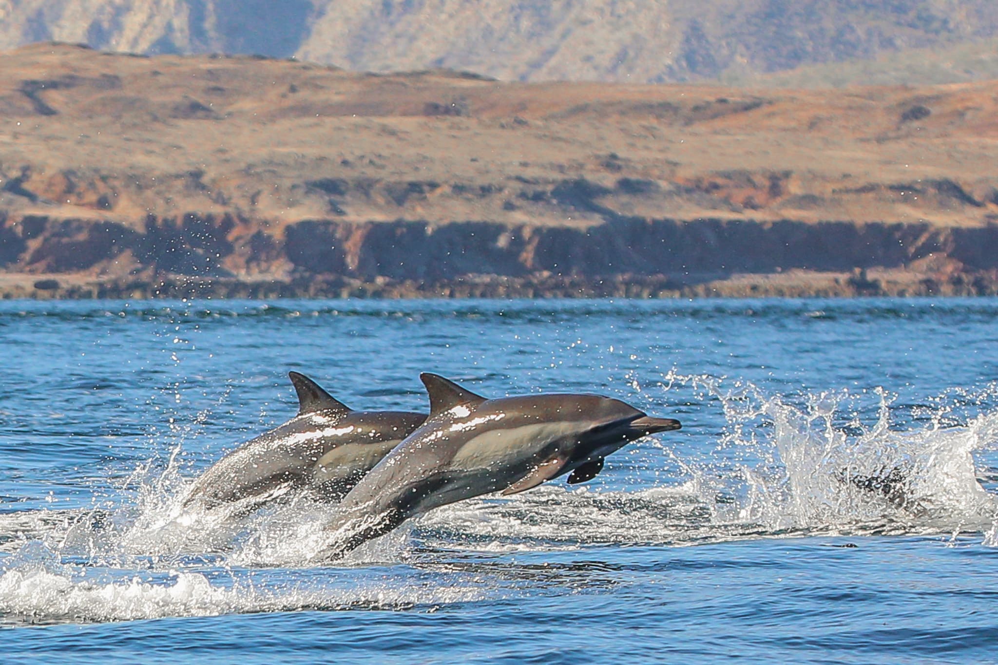 Two dolphins leap from the water in unison, with a rocky coastline in the background.
