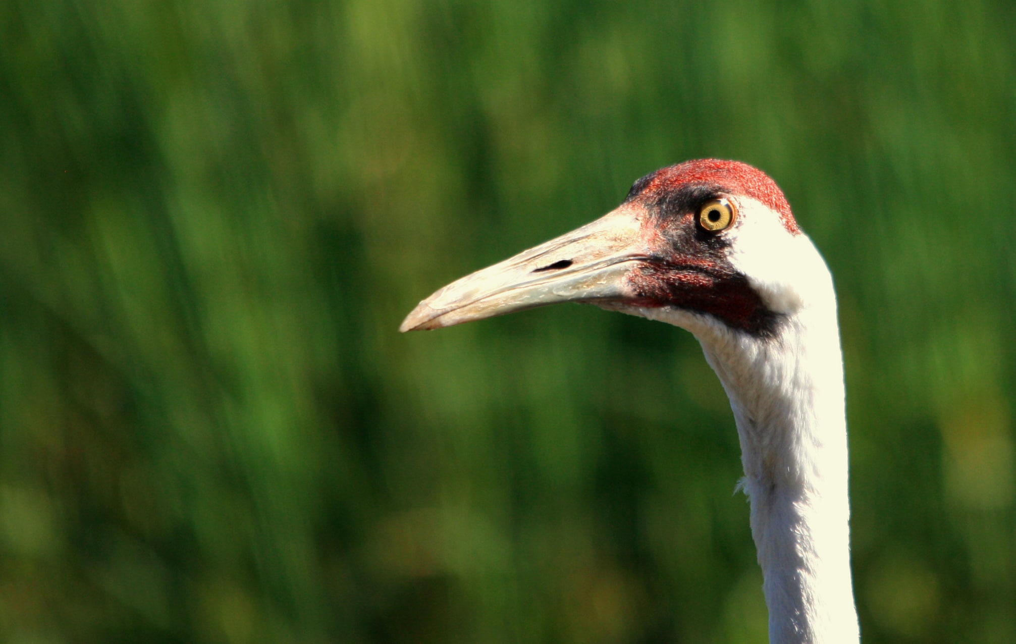 Grus americana -International Crane Foundation, Baraboo, Wisconsin, USA -head-8a