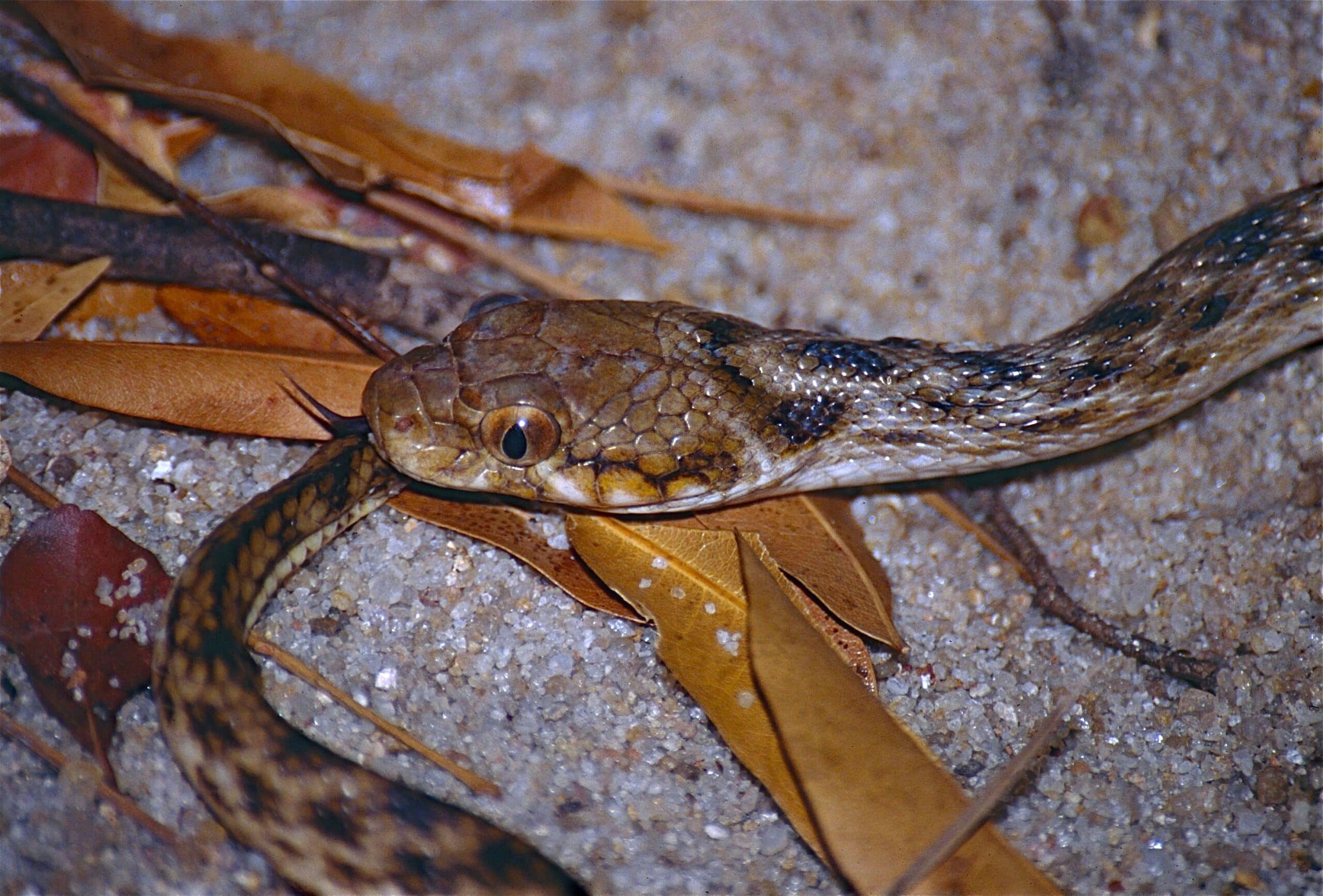Night Snake