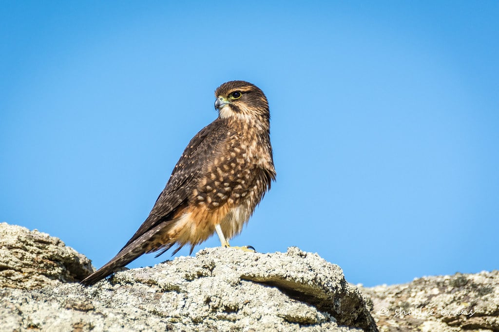 NZ Falcon/Karearea- Poolburn Dam, Central Otago, New Zealand *Explored!*