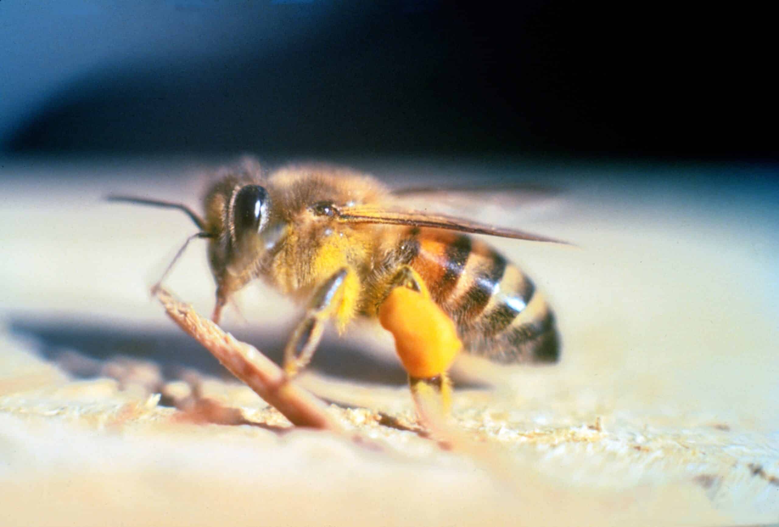 Apis mellifera scutellata Apis mellifera scutellata