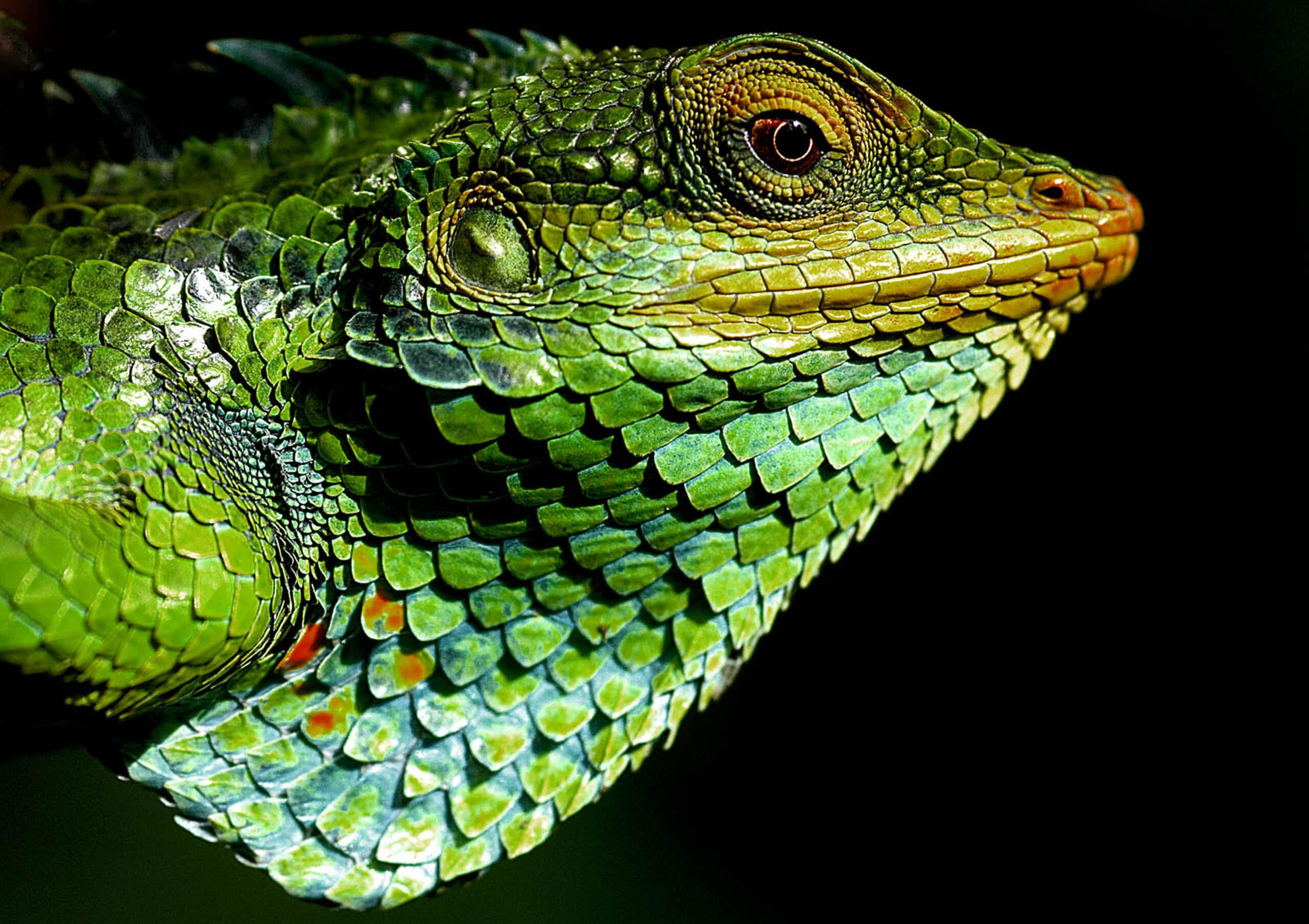 Lizard