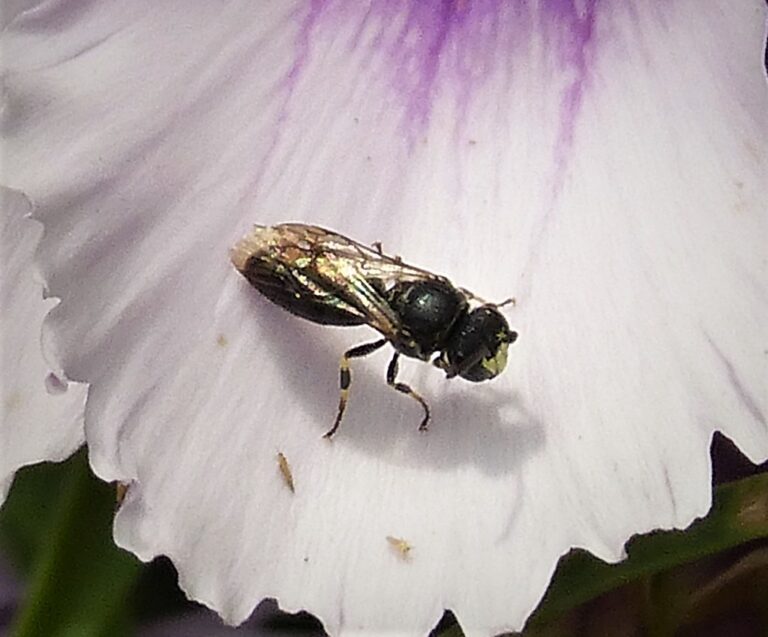 Yellow-faced Bee, male. Hylaeus communis