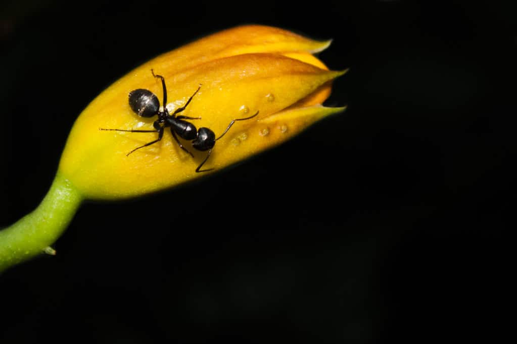 Ant Ant