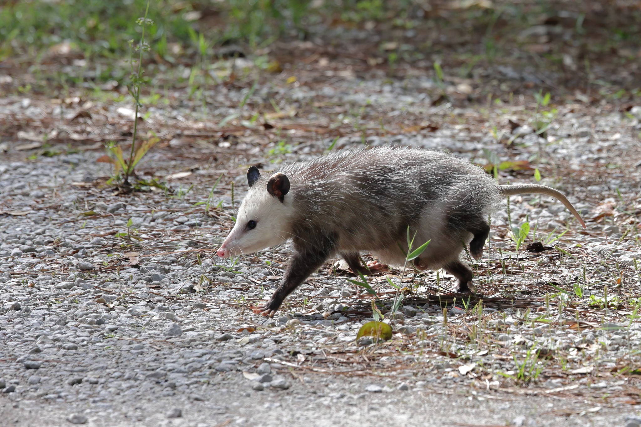 Opossum