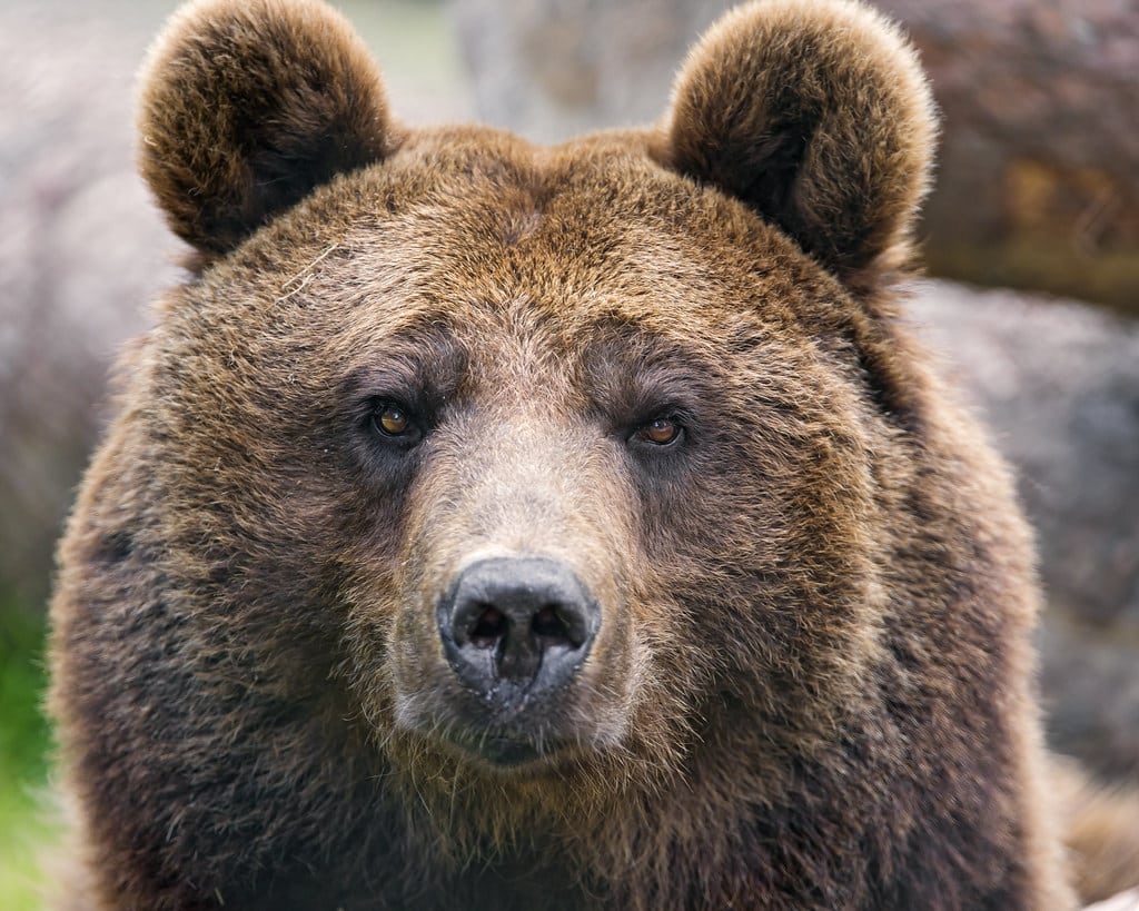 Brown bear portrait II Brown bear portrait II