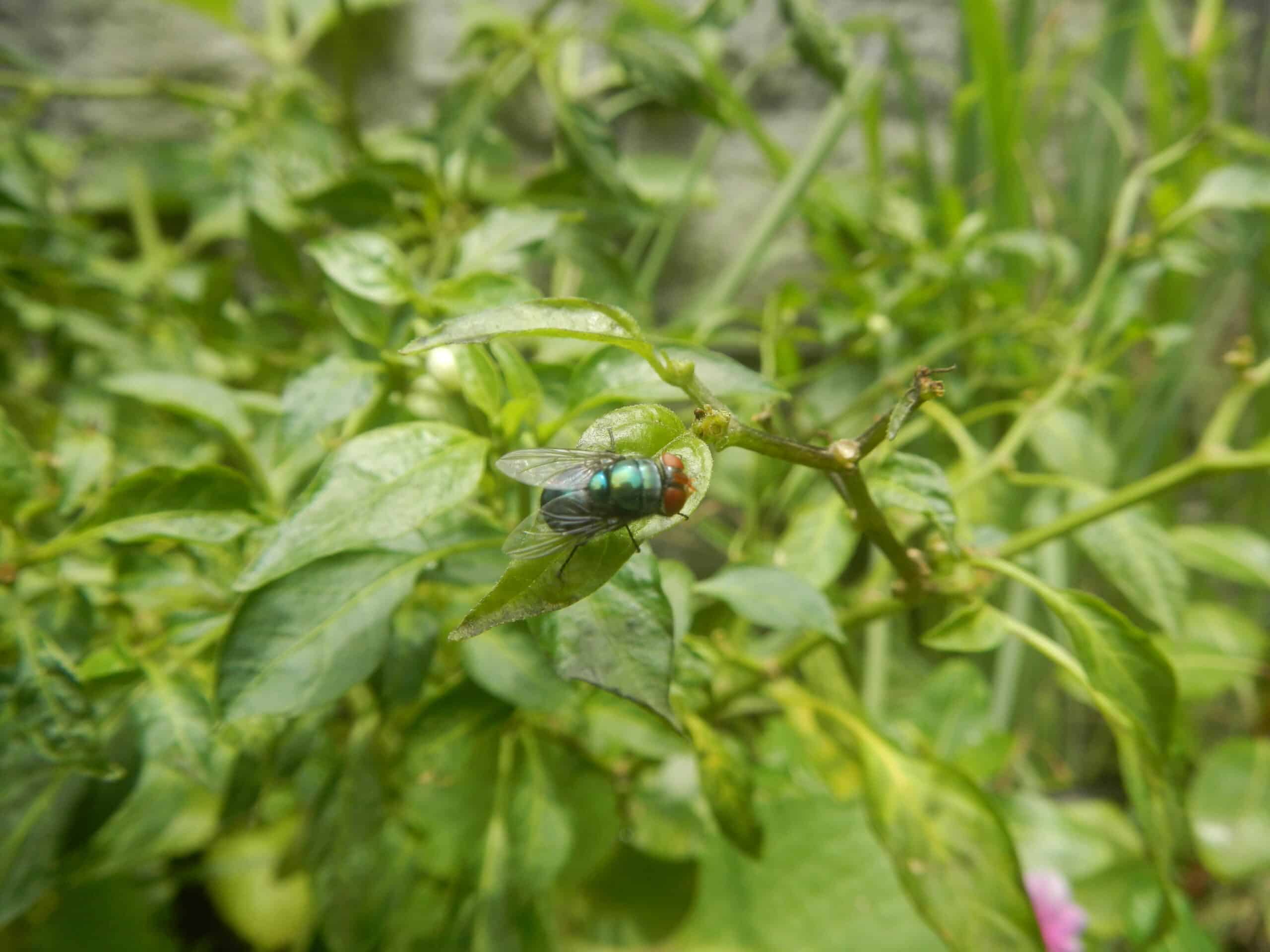 4800Common houseflies and foods delicacies of Bulacan 22 4800Common houseflies and foods delicacies of Bulacan 22