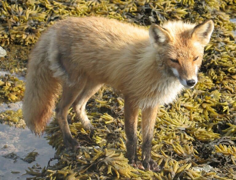 Vulpes vulpes alacensis Vulpes vulpes alacensis