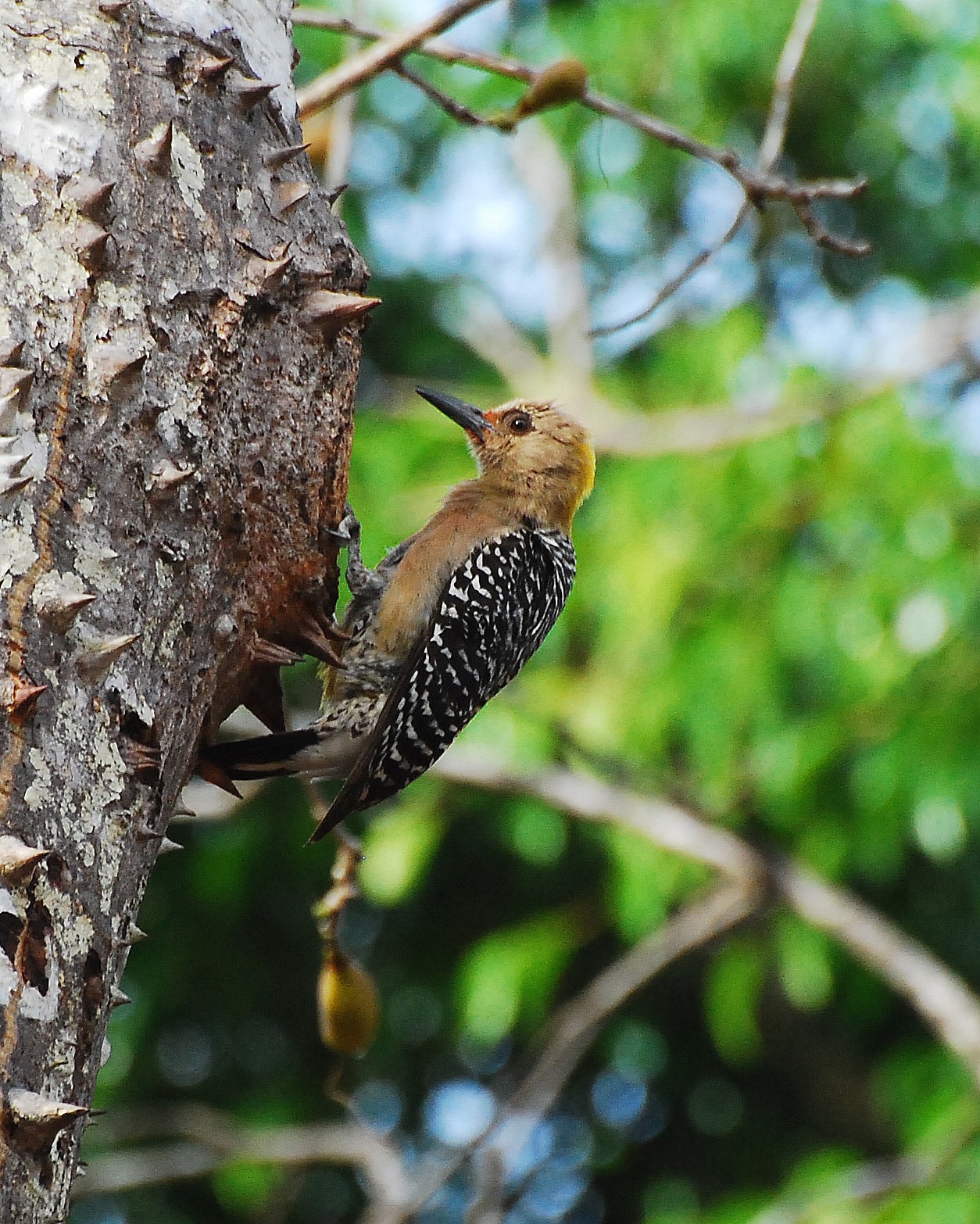Hoffman’s Woodpecker Hoffman’s Woodpecker