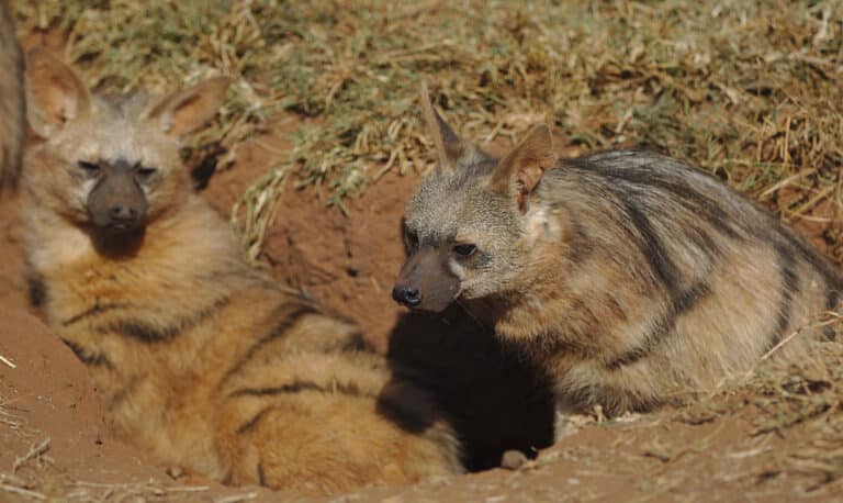 Aardwolf, Proteles cristata, at Lion and Rhino Reserve, Gauteng, South Africa