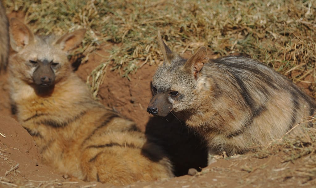 Aardwolf, Proteles cristata, at Lion and Rhino Reserve, Gauteng, South Africa