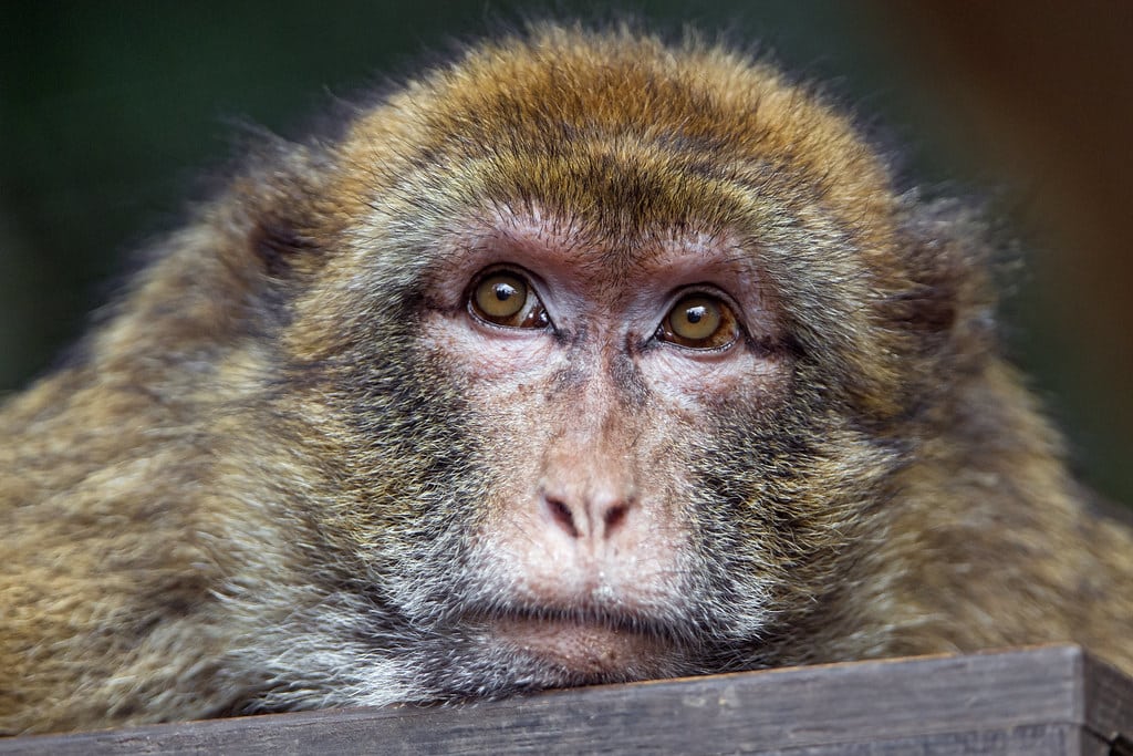 Macaque