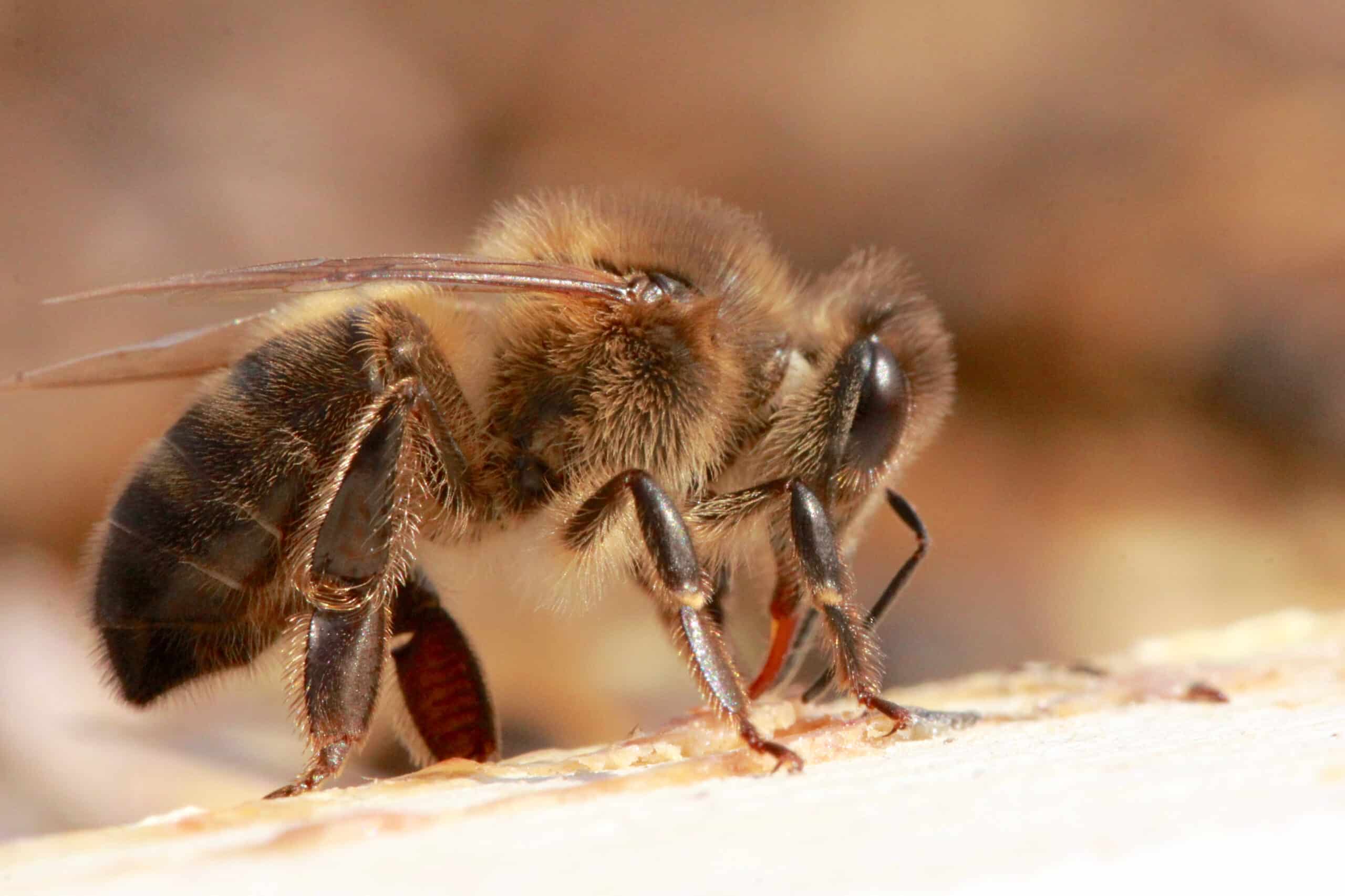 Apis mellifera mellifera, 04 Apis mellifera mellifera, 04