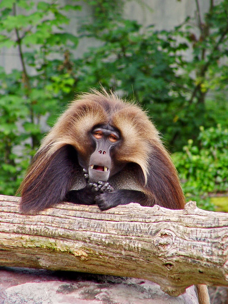 Gelada baboon