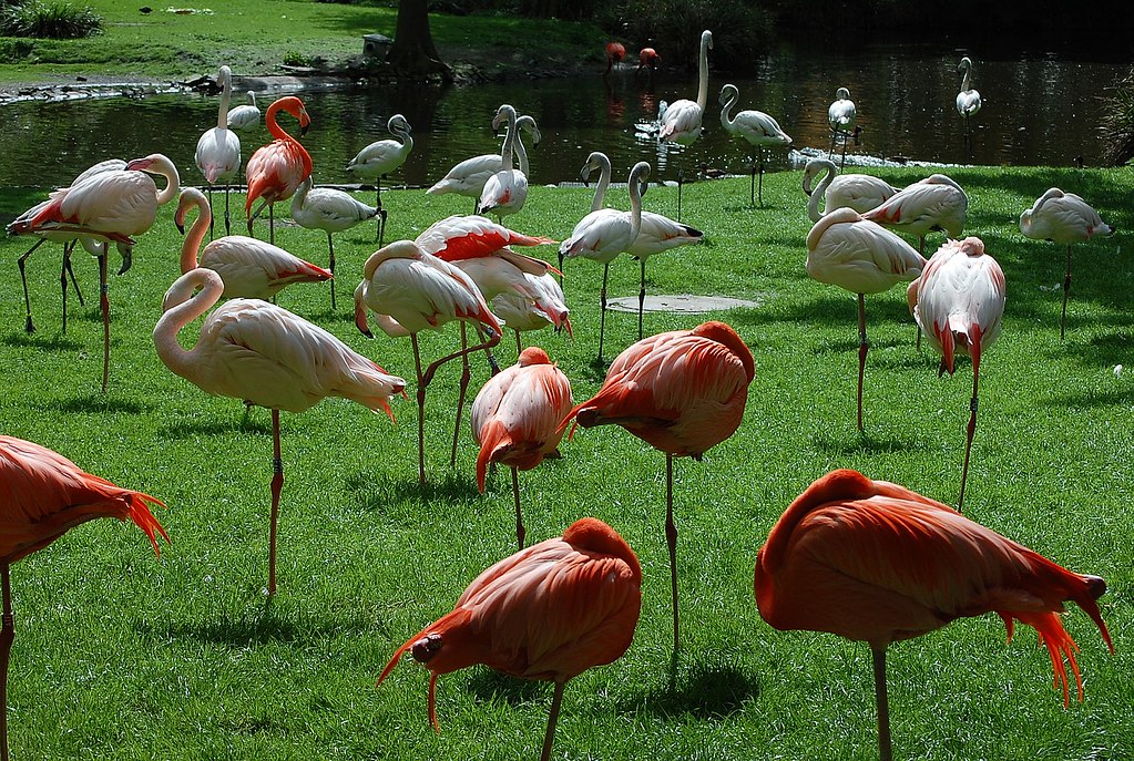 Flamingos im Kölner Zoo -(Explored)