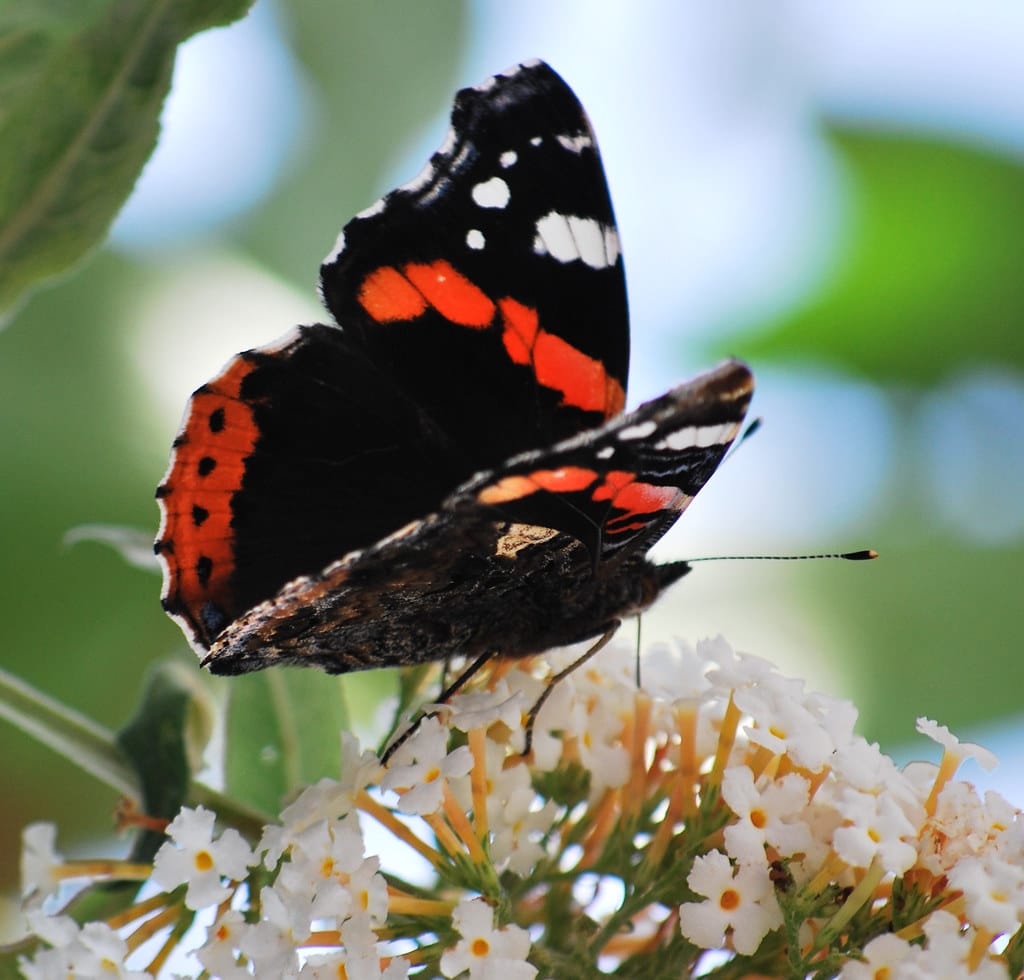 Red Admiral (Vanessa atalanta)