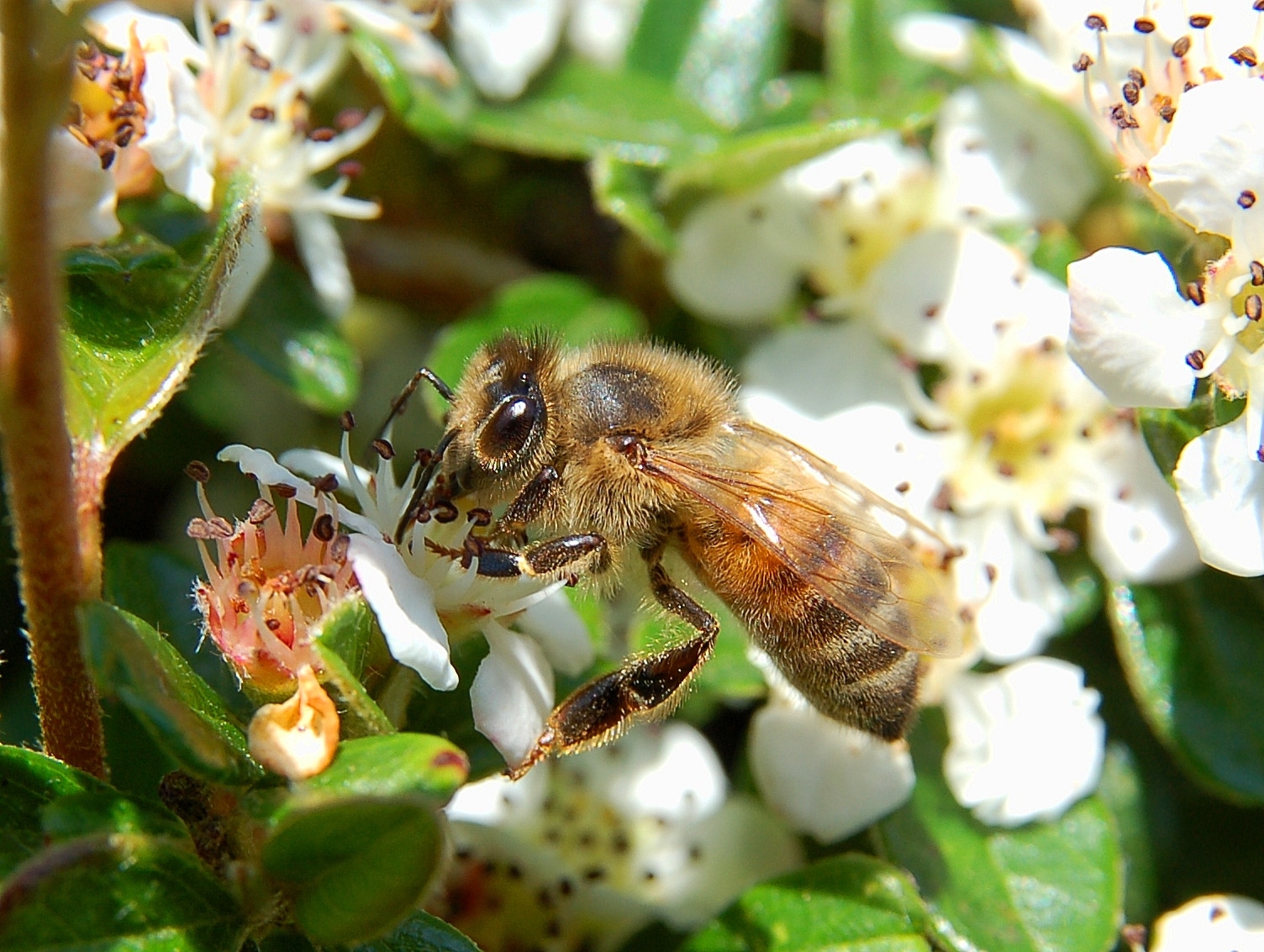 Apis mellifera Luc Viatour Apis mellifera Luc Viatour