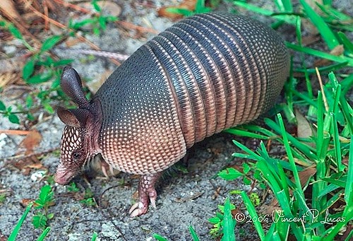 Nine-banded Armadillo Nine-banded Armadillo
