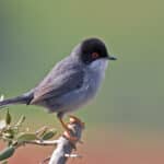 Sardinian Warbler