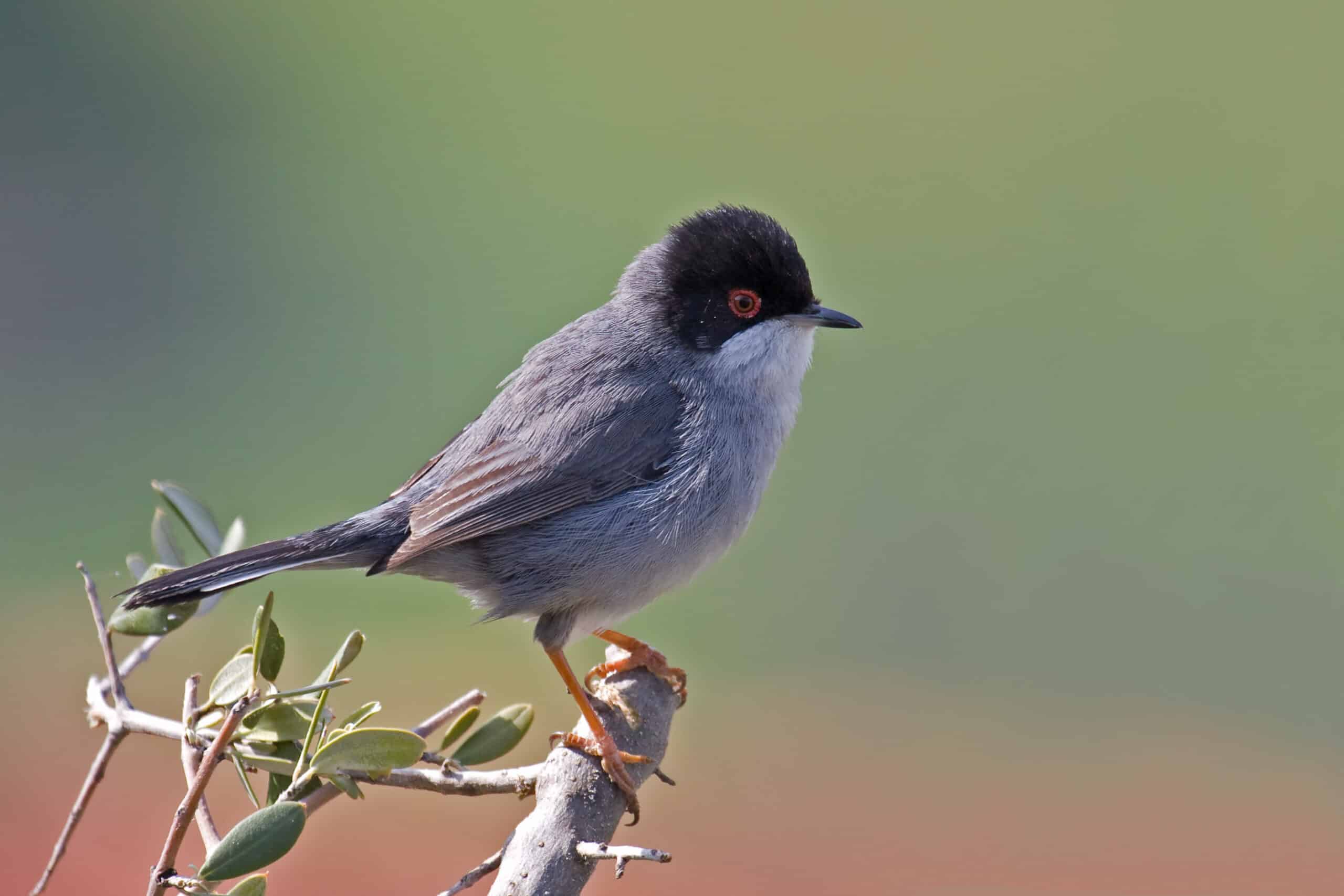 Sardinian Warbler