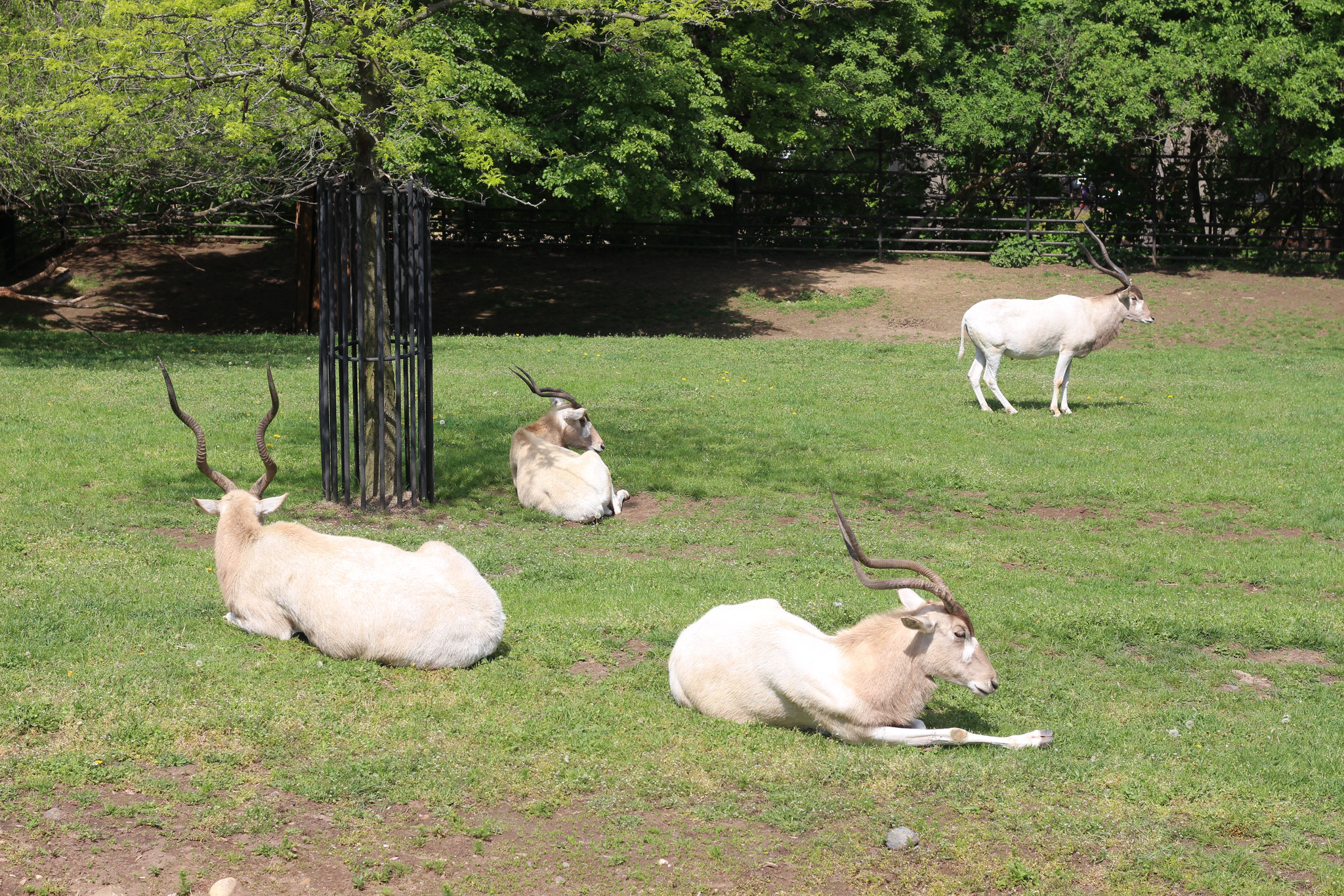 Addax nasomaculatus in Prague Zoo (1)