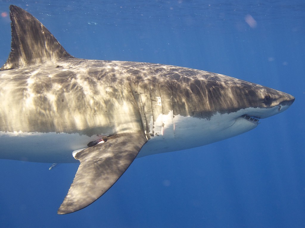 Great White Shark Great White Shark