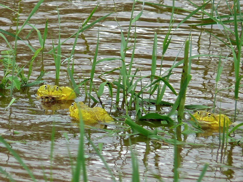 African Bullfrogs (Pyxicephalus edulis)