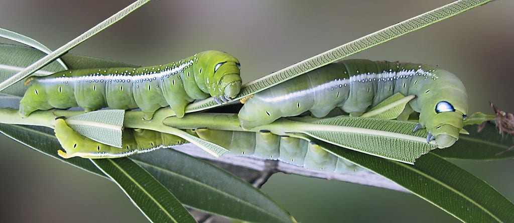 4 Caterpillars 4 Caterpillars