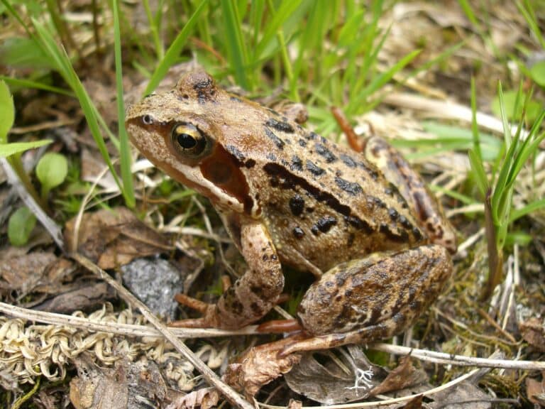 Common Frog in Norway, 2007 Common Frog in Norway, 2007