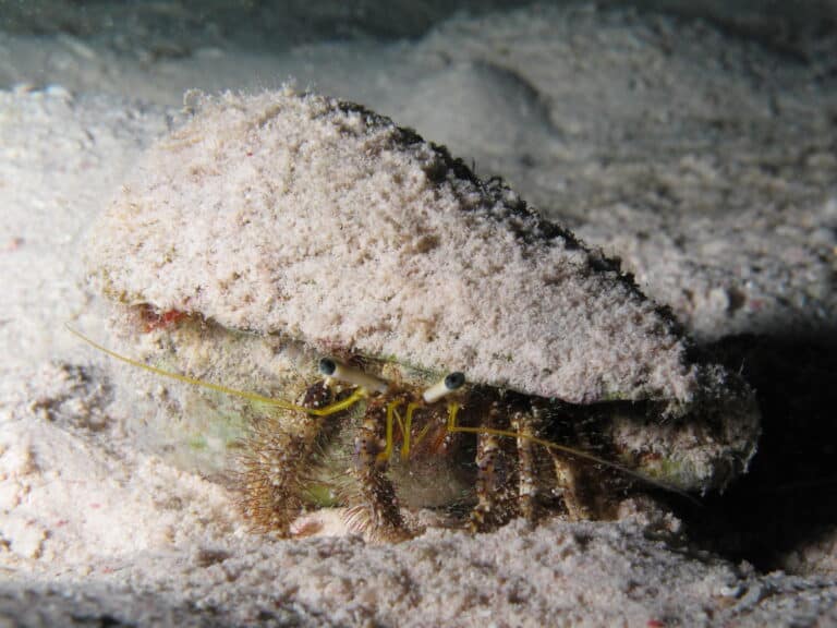 Hermit crab at el Fanus reef
