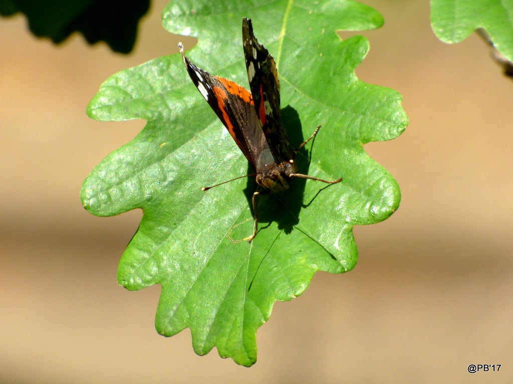 Red Admiral Vanessa atalanta (va-NESS-uh a-ta-LAN-tuh)
