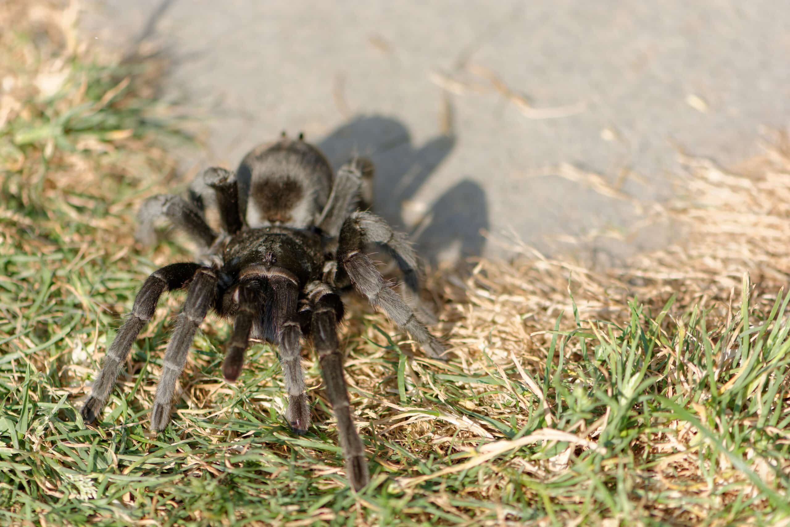 A black tarantula gracefully crawls on grass and pavement, its movements highlighted by the bright sunlight.