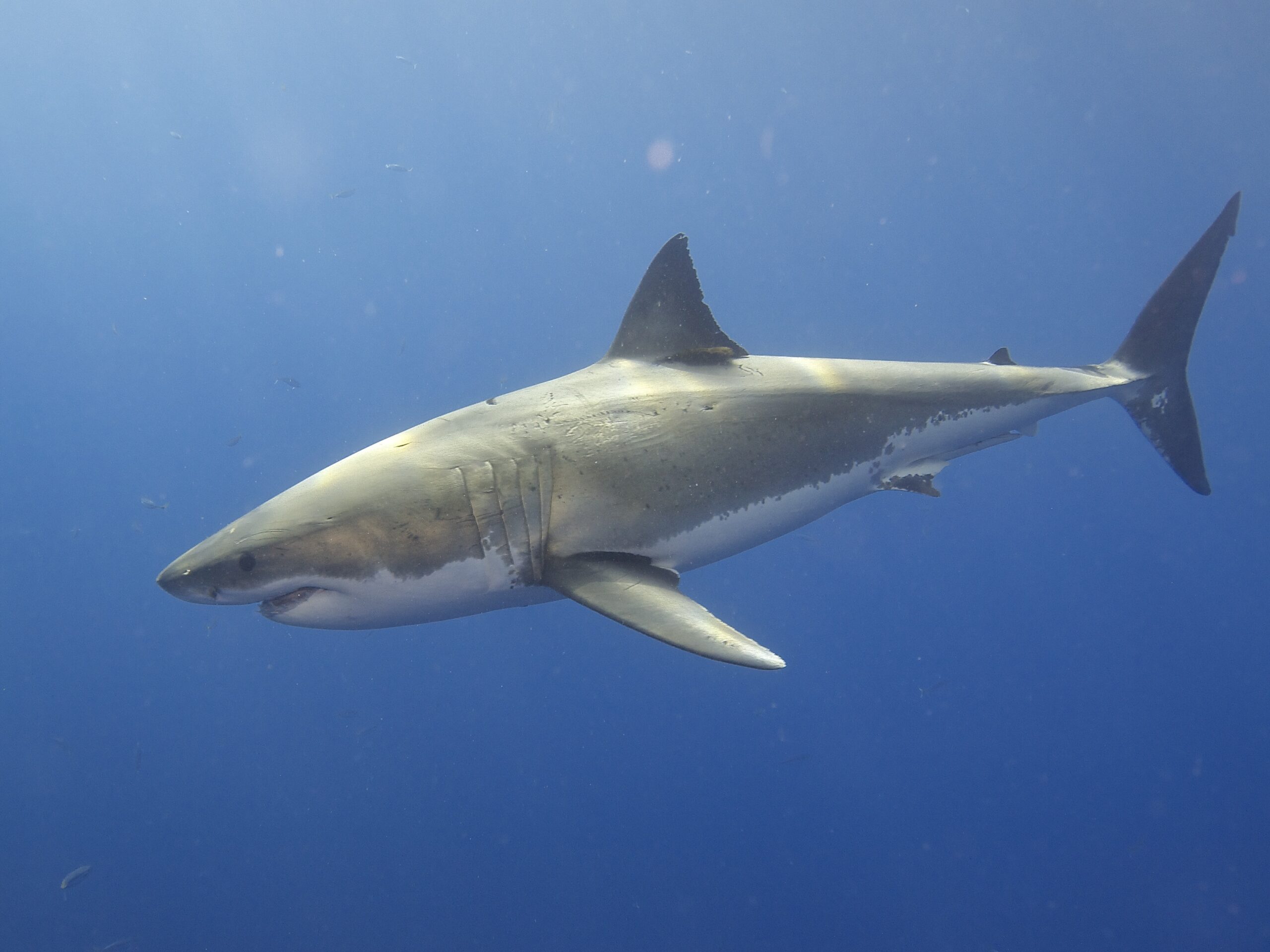 Great White Shark (14914320281) Great White Shark (14914320281)