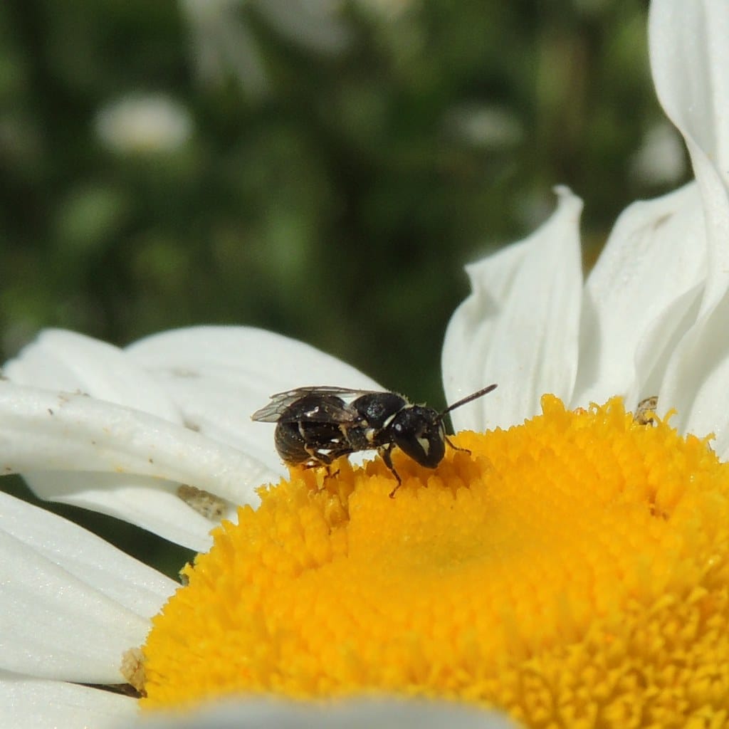 Yellow faced bee (female Hylaeus confusis?), Sandy, Bedfordshire