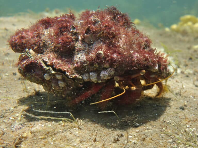 File:Red Hermit Crab-Pagurus sinuatus.jpg