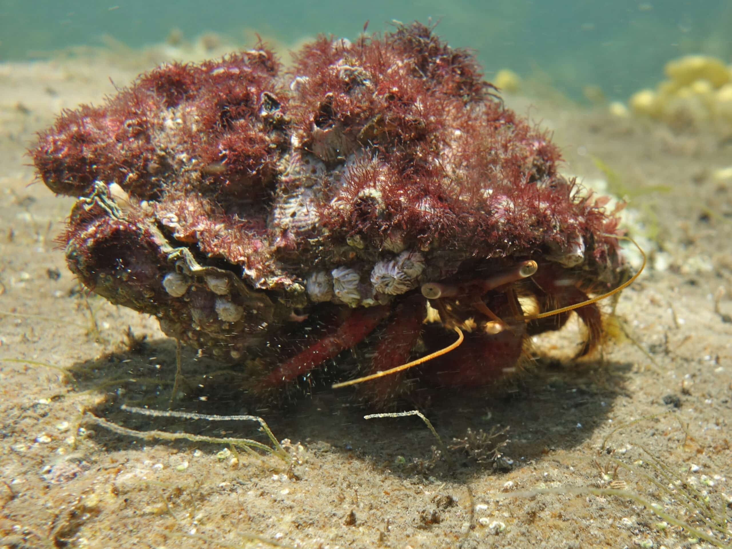 File:Red Hermit Crab-Pagurus sinuatus.jpg