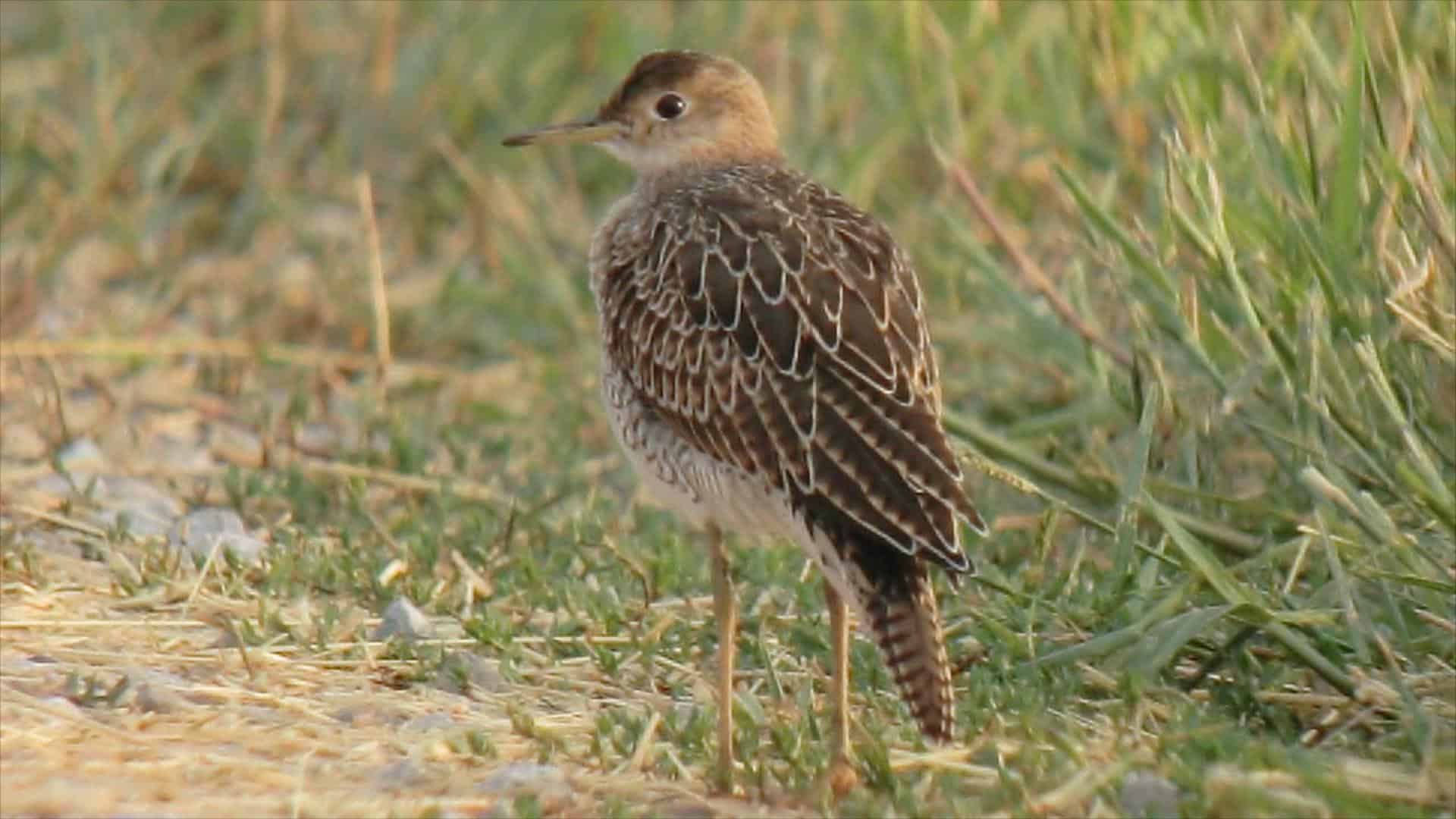 Upland Sandpiper (8371220389) Upland Sandpiper (8371220389)