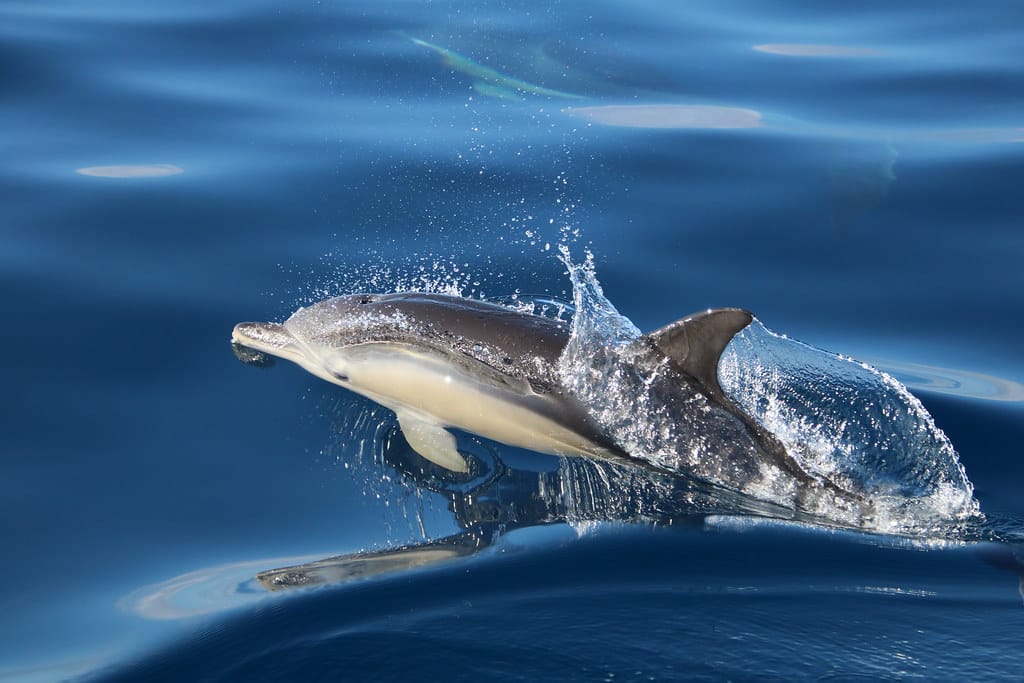 Delphinus delphis – Delfín común – short-beaked common dolphin