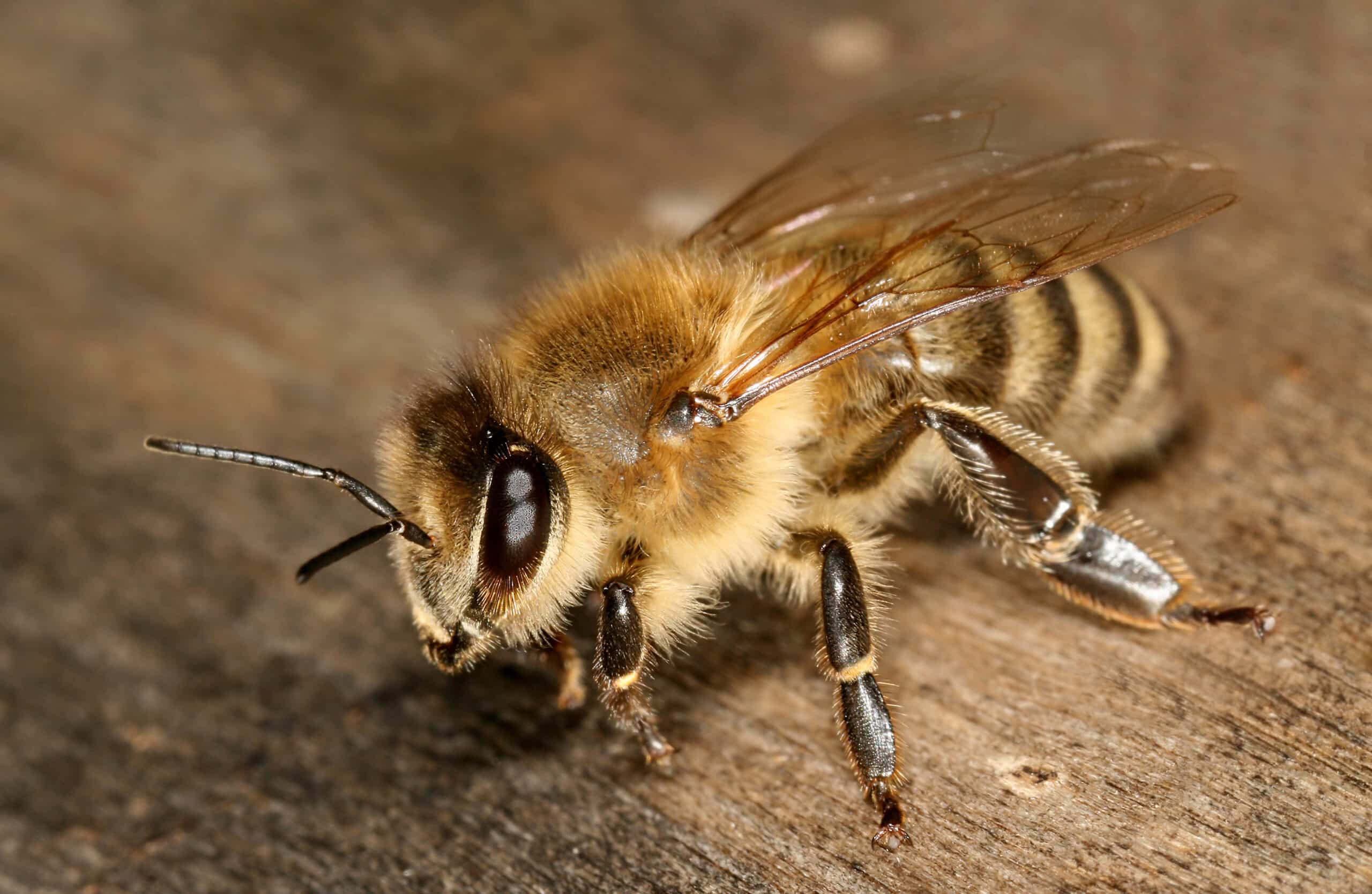 Apis mellifera carnica worker hive entrance 3 Apis mellifera carnica worker hive entrance 3