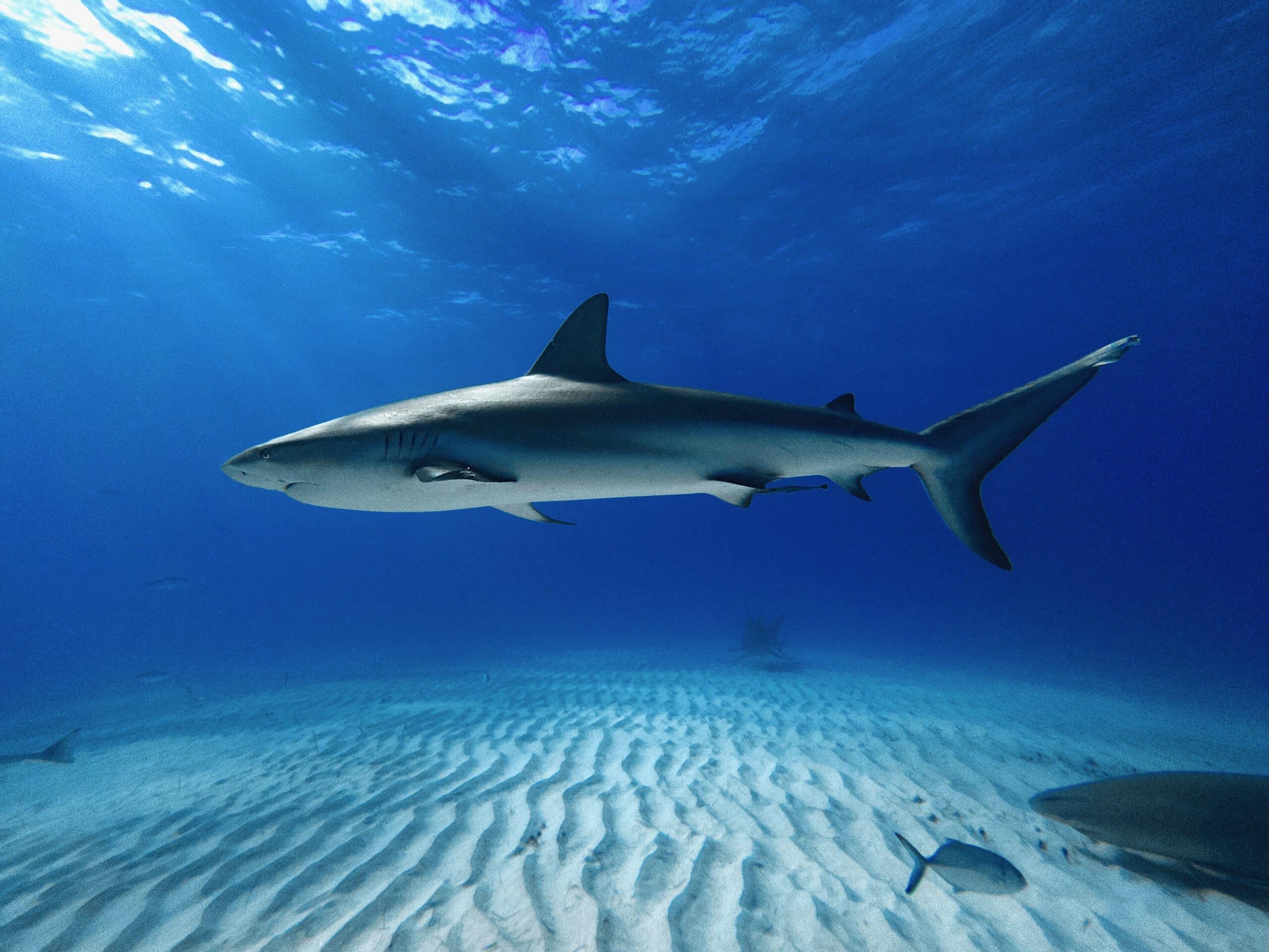 Full Shot of a Caribbean Reef Shark at Tiger Beach Bahamas