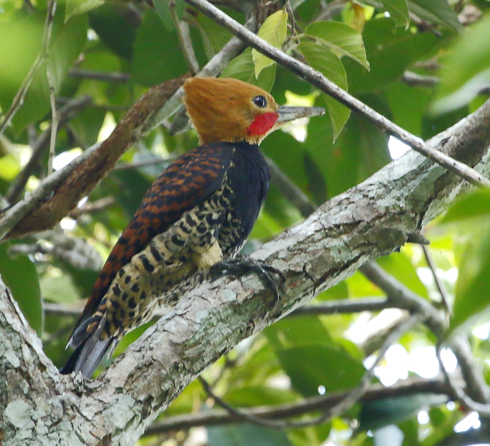 Celeus torquatus – Ringed woodpecker (male) Celeus torquatus – Ringed woodpecker (male)