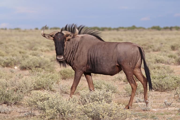 File:Blue wildebeest (Connochaetes taurinus taurinus) male Namibia.jpg Wildebeest