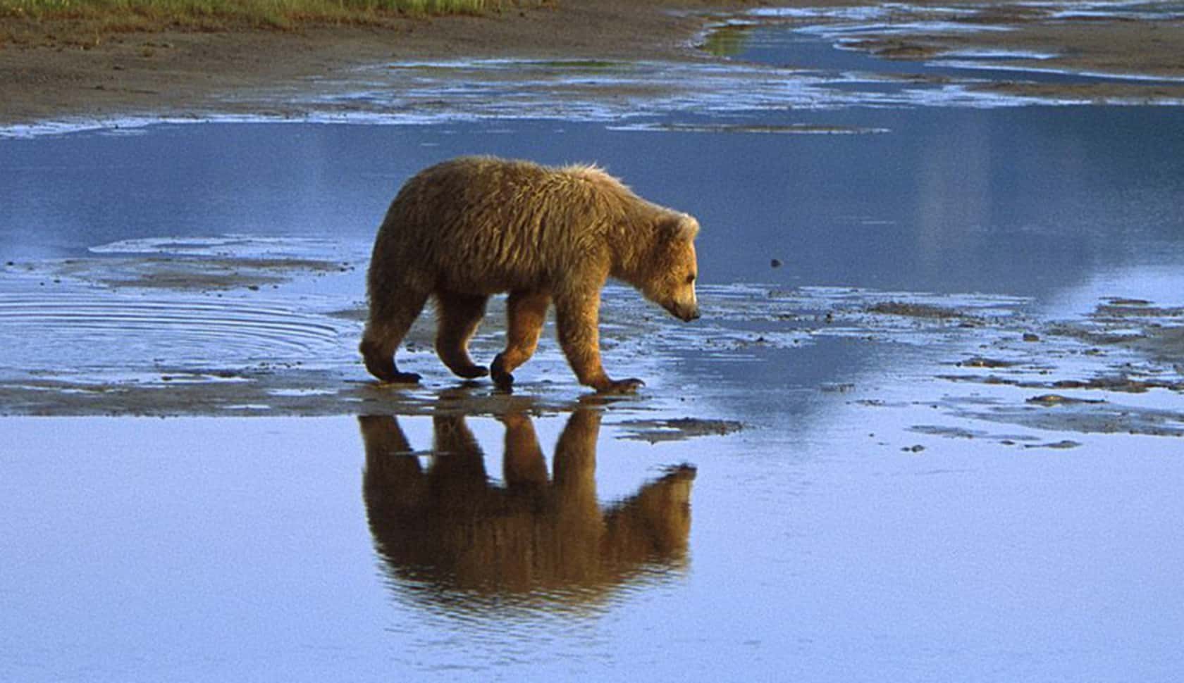 Grizzly Wasser Grizzly Wasser