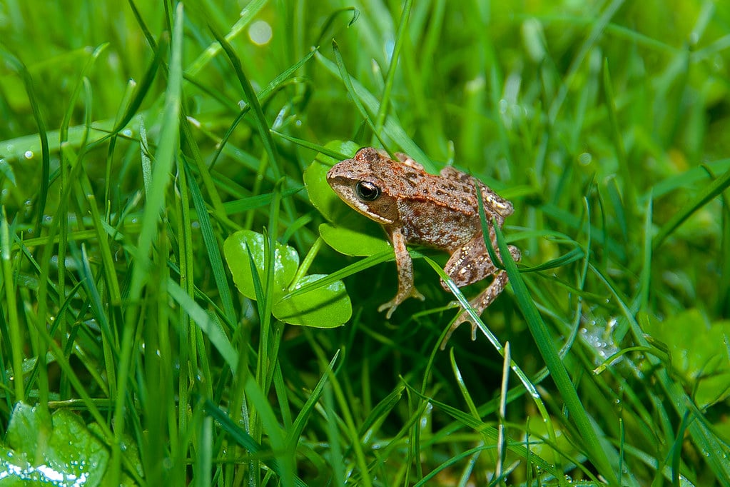 Bruine kikker (Rana temporaria)