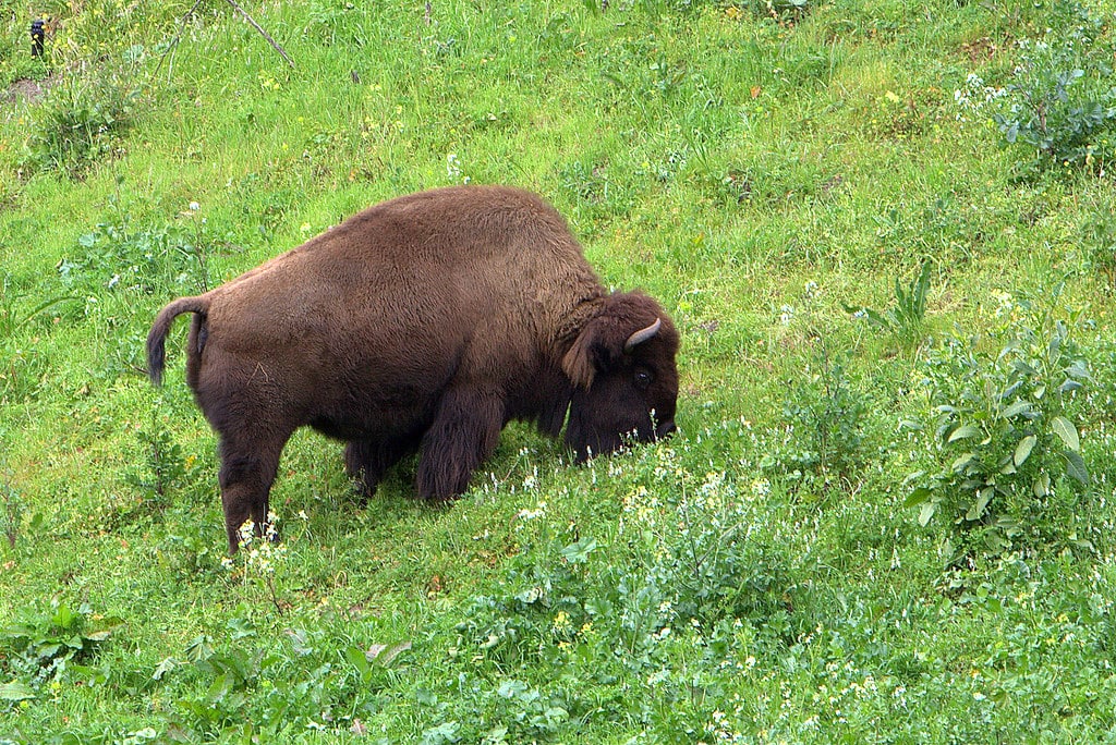 bison